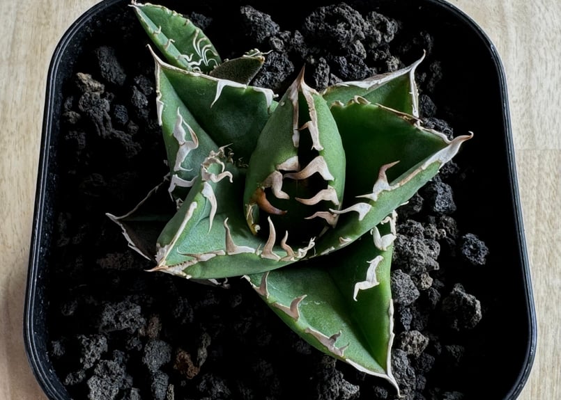 アガベ・チタノタ CG01 追星（芽/大）-015｜agave CG01/Cok | Plus