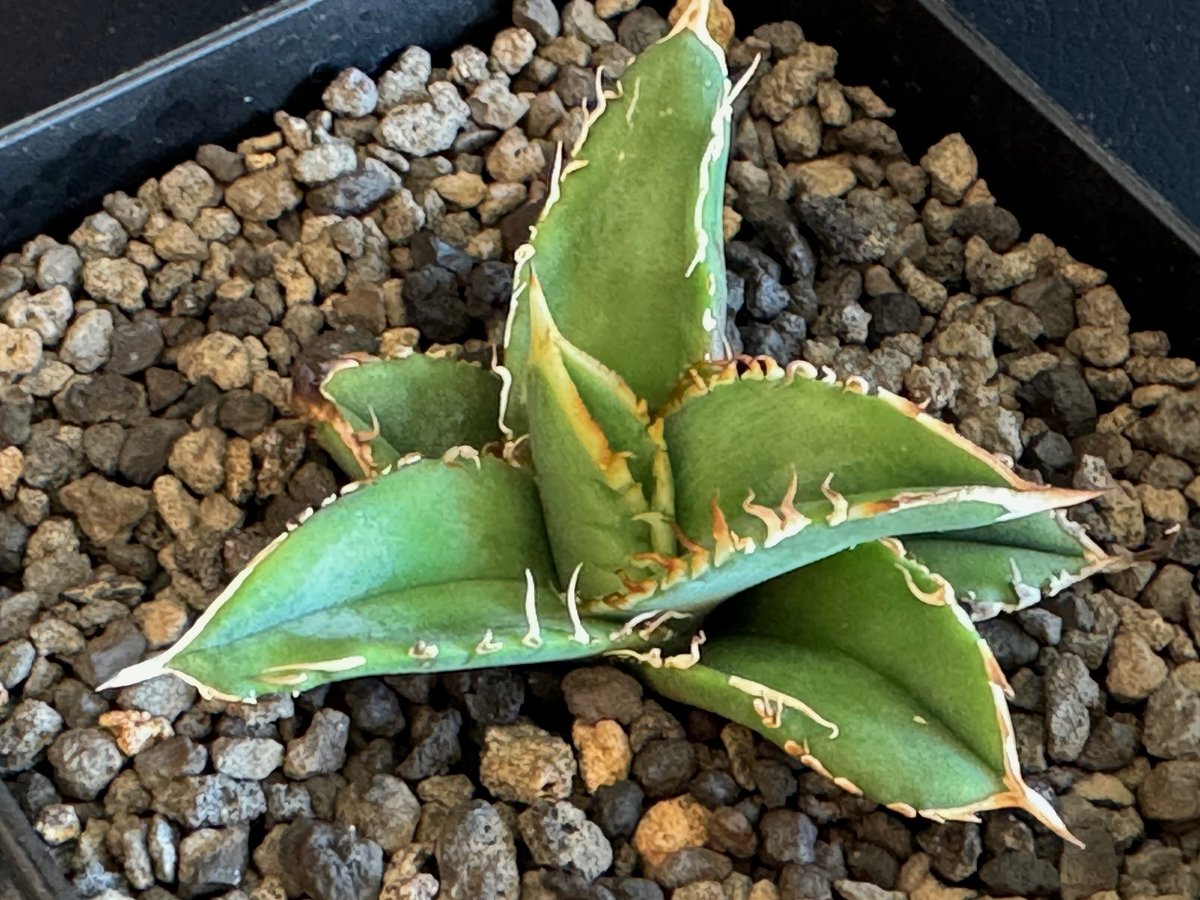 アガベ・チタノタ 巨歯鯊(芽)-003｜agave titanota megalodon |