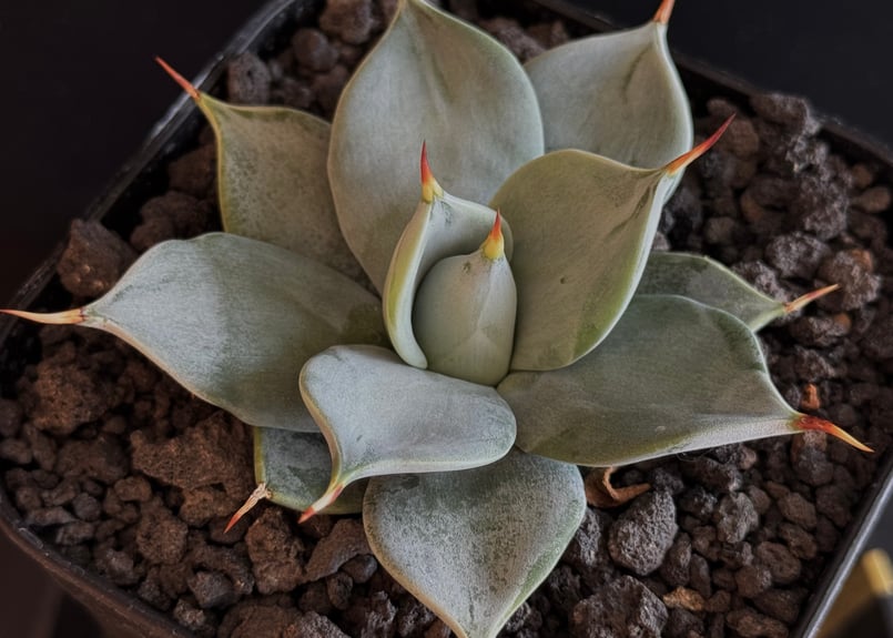 アガベ・一本刺｜（芽）-003｜ agave isthmensis inermis | Plu