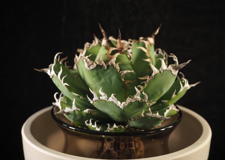 アガベ・チタノタ 圓葉拇指(フィリグリー)｜agave titanota filigree