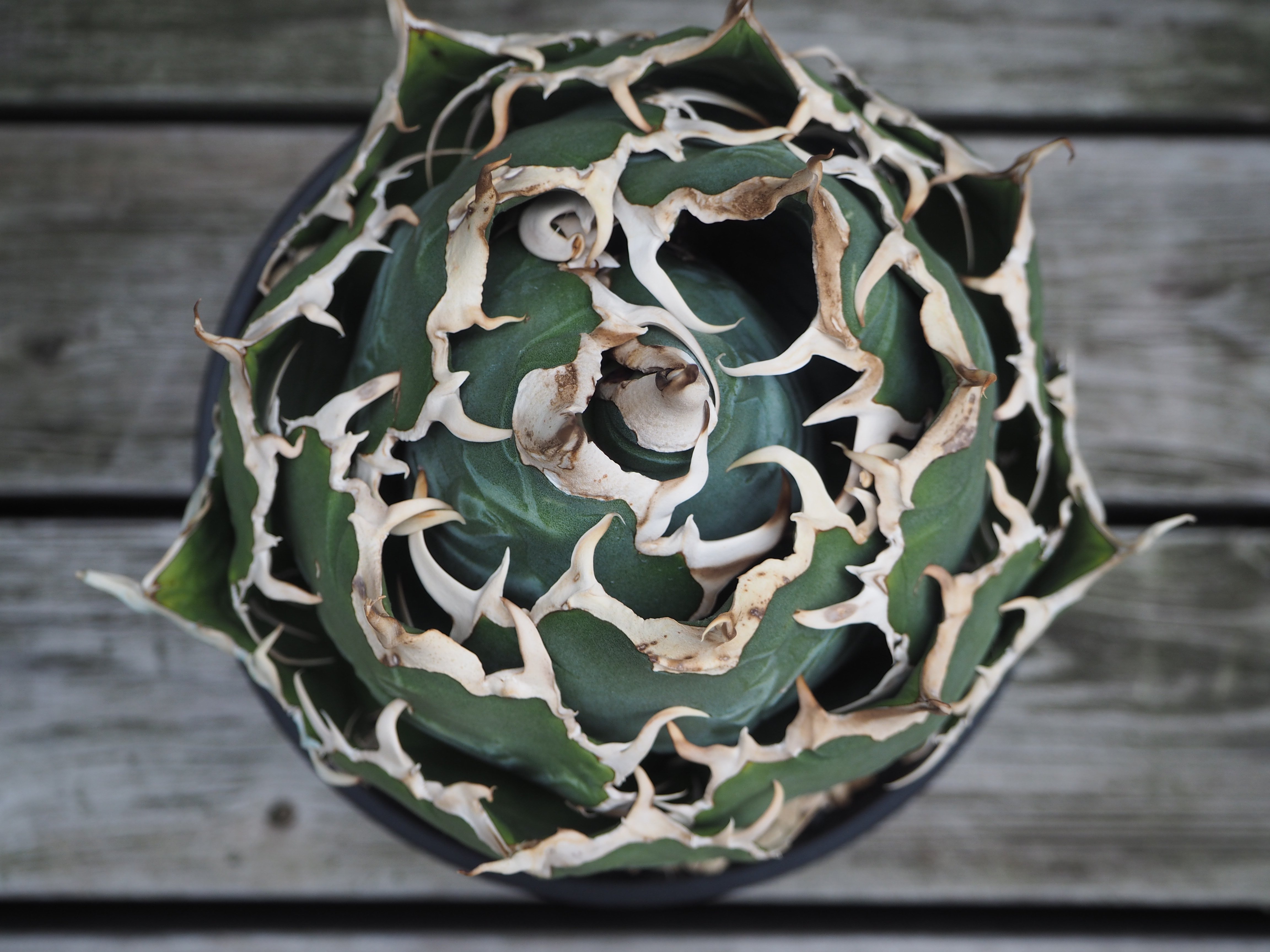 アガベ・チタノタ白鯨（ボールタイプ）大-067｜agave titanota white wh