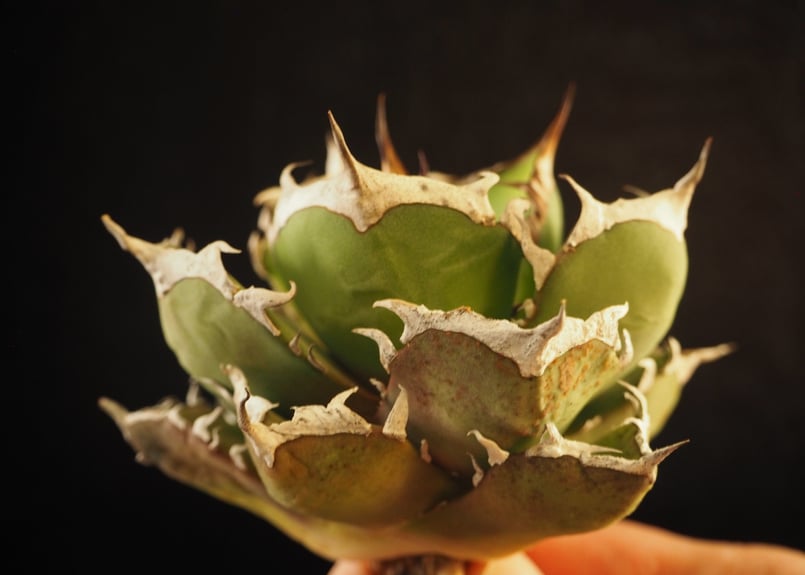 アガベ・チタノタ 鬼爪|agave titanota ghost claw | Plus_Pl アガベ・チタノタ 鬼爪|agave titanota ghost claw | Plus_Pl
