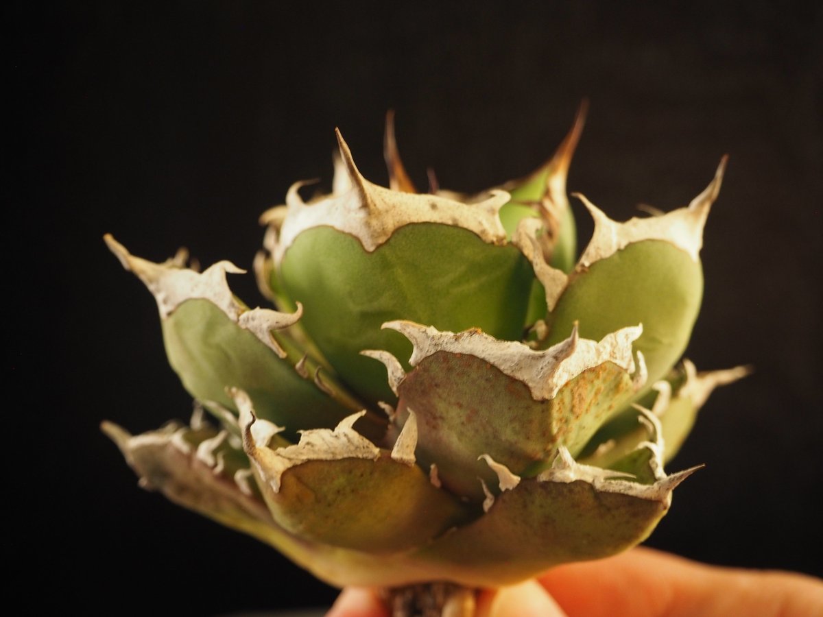 fit=scale-down,w=1200