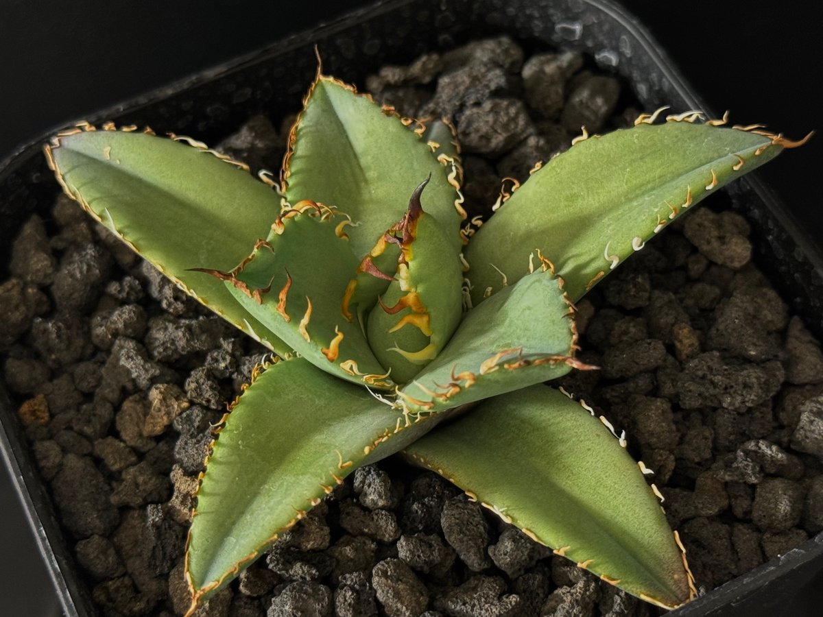 レア【送料込】親株　特大サイズ　フィリグリー　アガベ　チタノタ　圓葉拇指 アガベ チタノタ フィリグリー (圓葉拇指) / Agave titanota