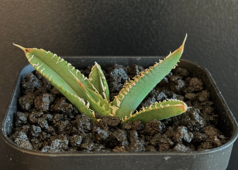 アガベ　チタノタ　妖怪 アガベ・チタノタ 万妖后（芽）-002｜agave titanota wan yao