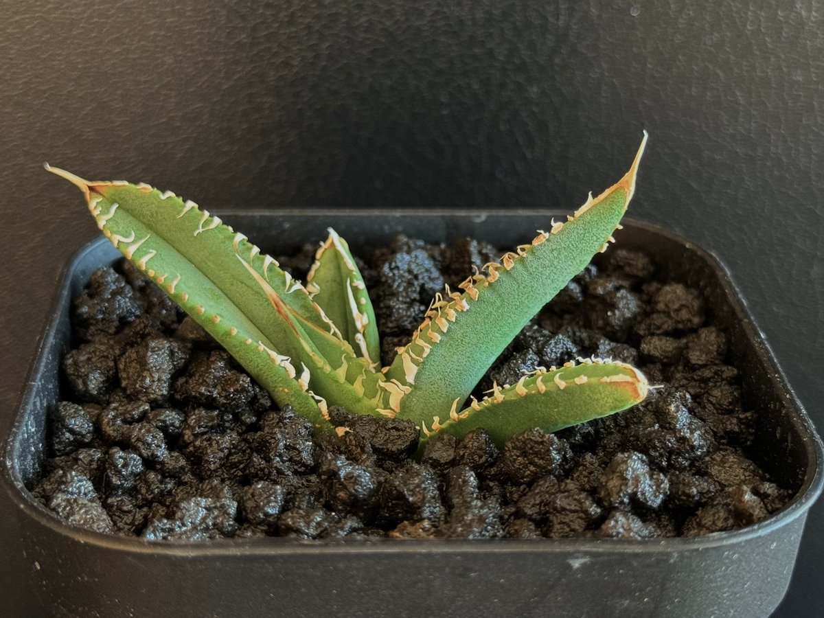 アガベ・チタノタ 万妖后（芽）-002｜agave titanota wan yao hou