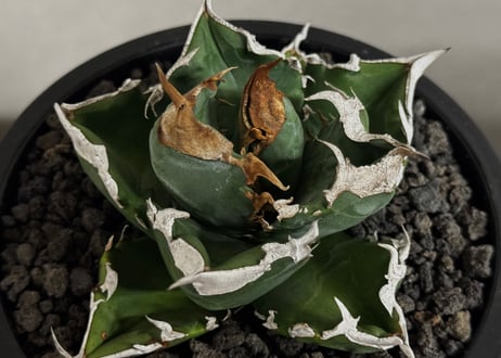 アガベ・チタノタ 白火焔(中株/台湾Hanes)-035｜agave titanota white flame