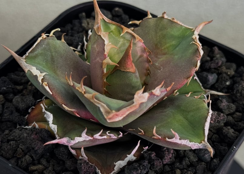 アガベ・チタノタ 白巫-006｜agave Titanota Wizard | Plus_Pl