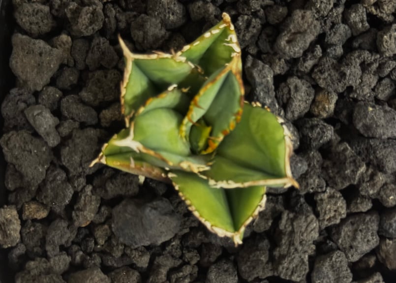 アガベ・チタノタ 白毫刺（芽）-022(当店標本株直子)｜agave titanota