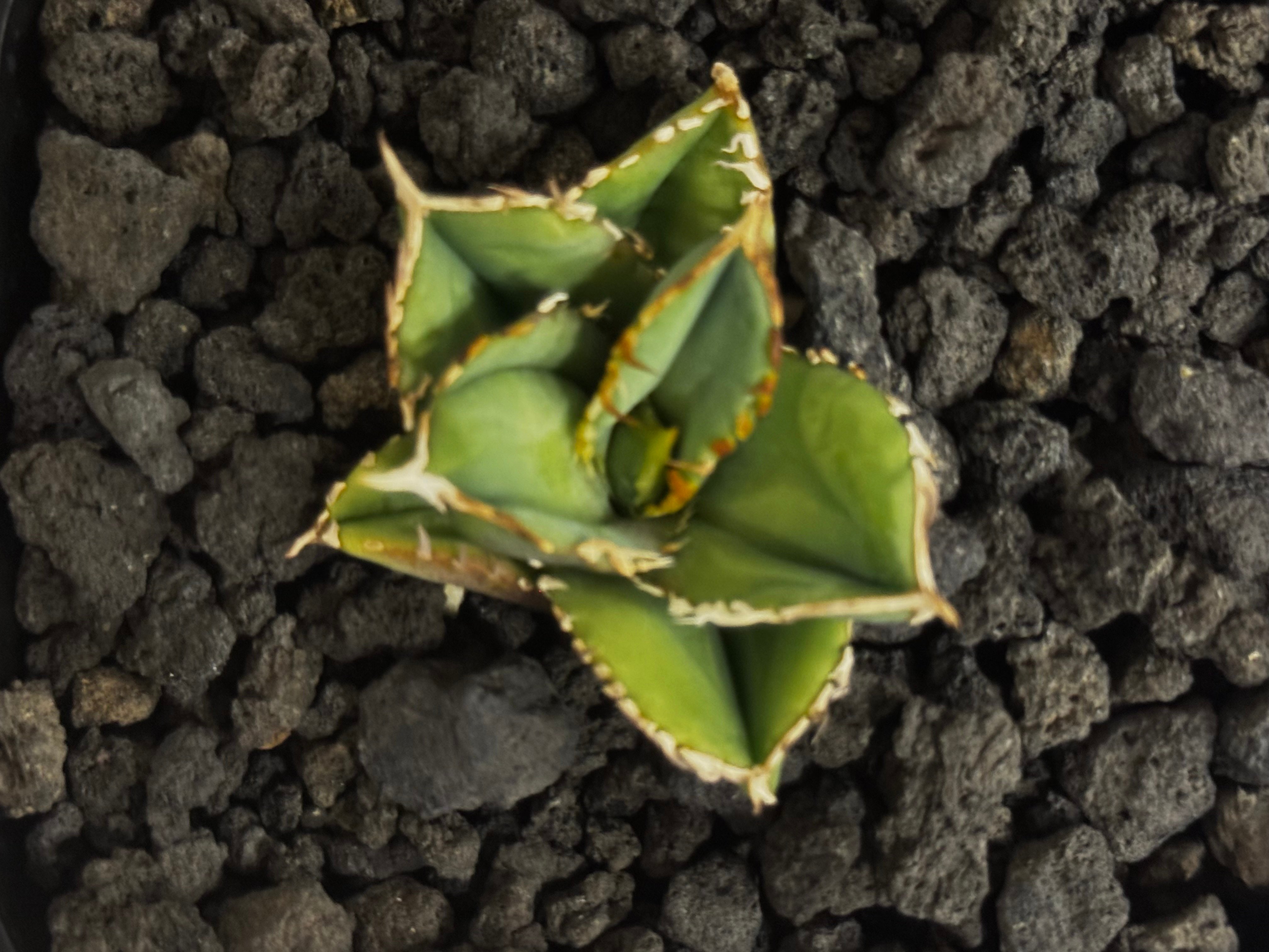 アガベ・チタノタ 白毫刺（芽）-022(当店標本株直子)｜agave titanota