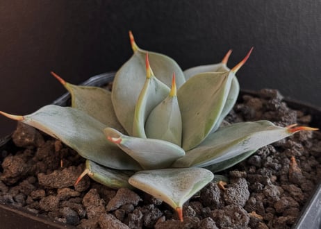 Agave isthmensis f.inermis mediopicta 中斑 Agave isthmensis f.inermis mediopicta 中斑 Agave isthmensis