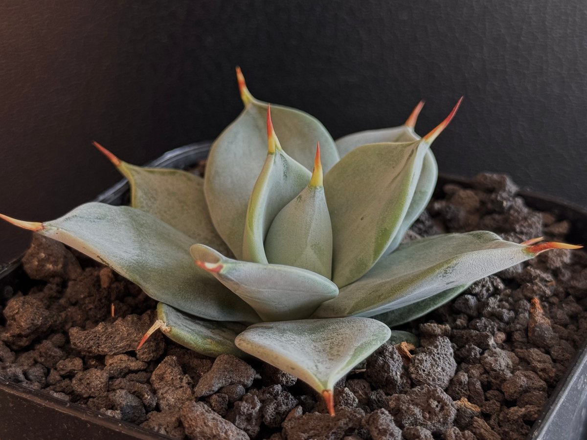 アガベ・一本刺｜（芽）-003｜ agave isthmensis inermis | Plu