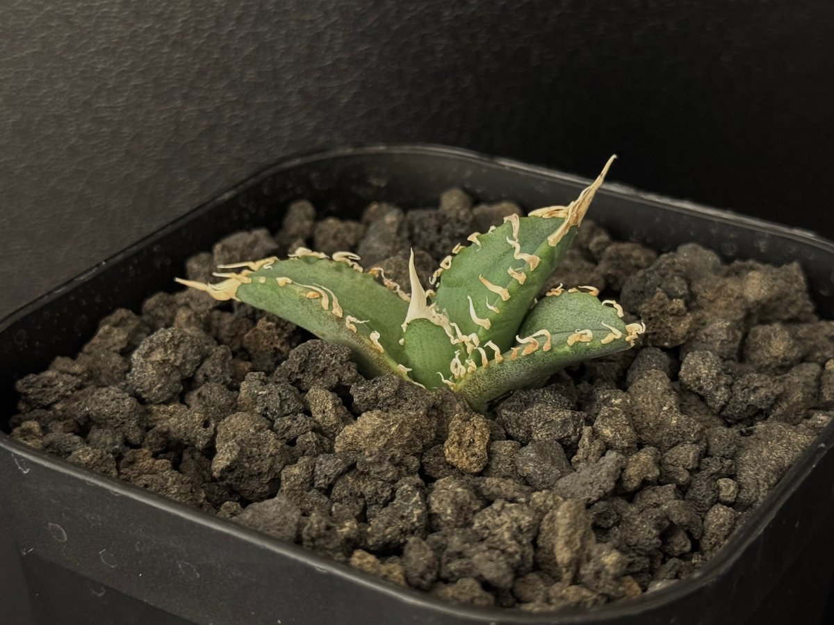 アガベ 白幽霊 子株 (台湾ゴジラ) アガベ 白幽霊 子株 (台湾ゴジラ) Yahoo!オークション - d80