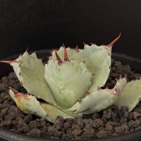 アガベイシスメンシス | STORES