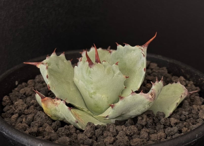 アガベ　イシスメンシス　大株 アガベ イシスメンシス 斑入り 大株 アガベ イシスメンシス 斑入り 大