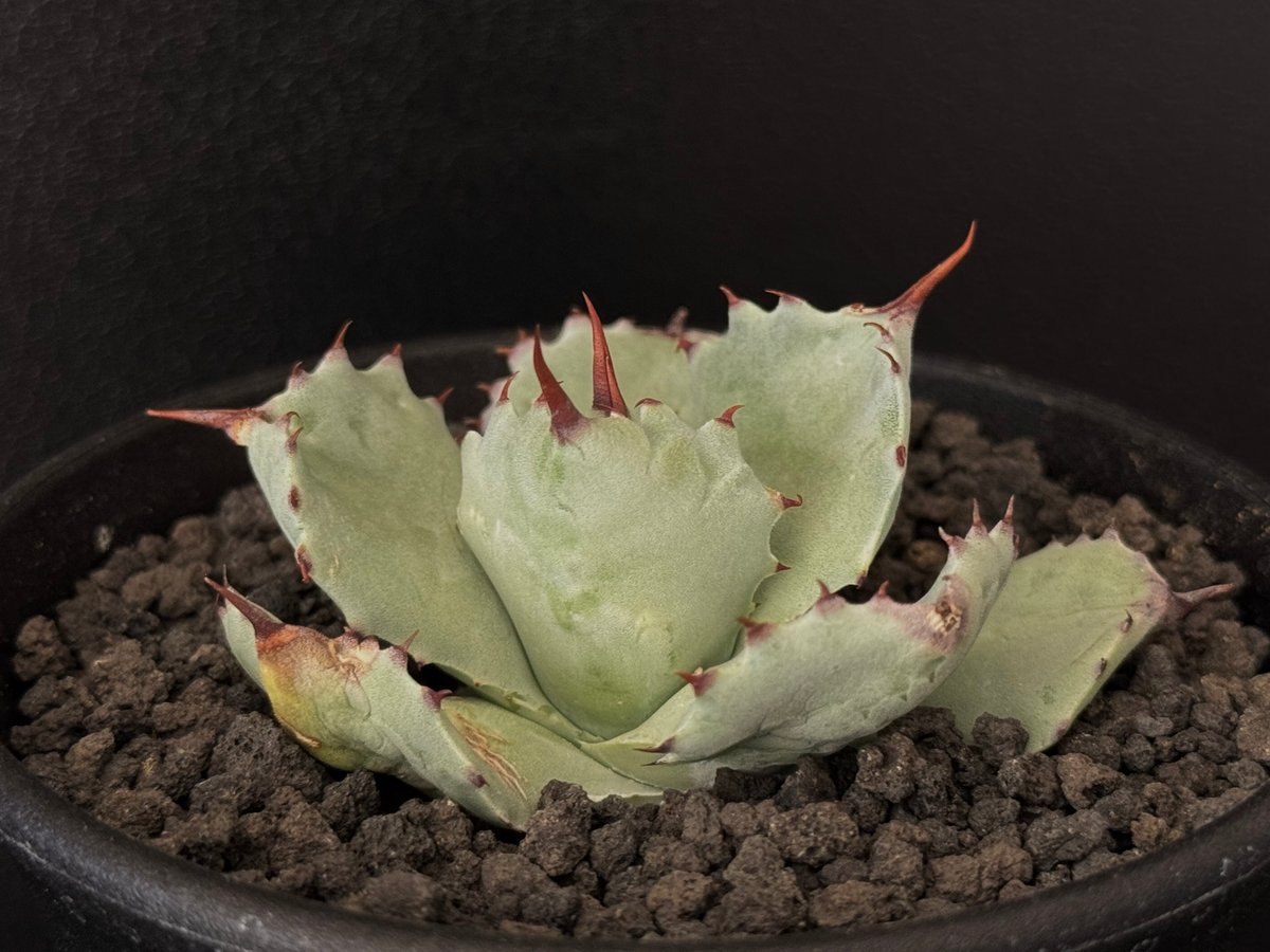 Royal agave産＞アガベ・イシスメンシス （芽／大）-004｜ agave