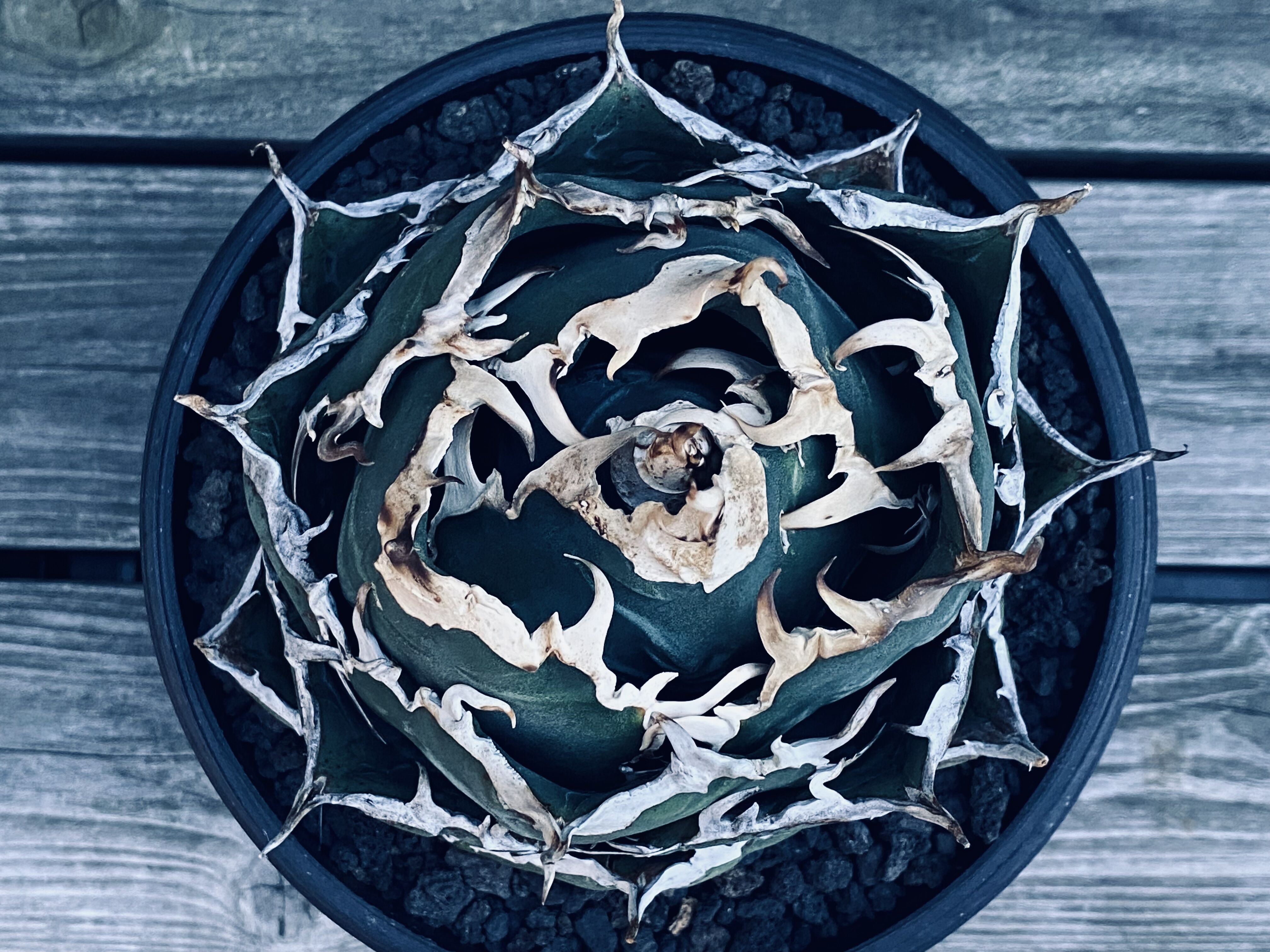 アガベ・チタノタ白鯨（ボールタイプ）大-020｜agave titanota white wh