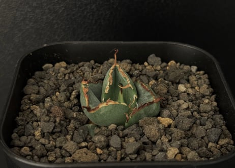 アガベ　純血ジャガーノート　破壊神 アガベ agave 『Juggernaut ジャガーノート』純血 | Lucky Summ