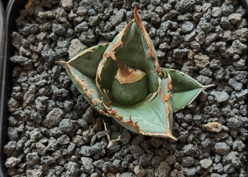 アガベ・チタノタ 中国大白鯊（芽）-004｜agave titanota | Plus_Pla