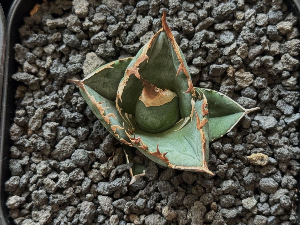 アガベ・チタノタ 中国大白鯊（芽）-004｜agave titanota | Plus_Pla