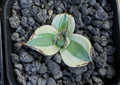 アガベ・チタノタ  スナグルトゥース（芽／Lize血統）-007｜agave titanota snaggle_tooth