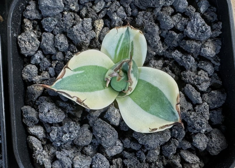 【台湾 直輸入厳選株】アガベ　スナグルトゥース アガベ チタノタ スナグルトゥース 