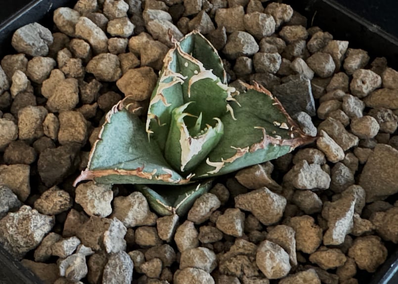 アガベ・チタノタ 鰐亀(芽)-012|agave titanota alligator sna アガベ・チタノタ 鰐亀(芽)-012|agave titanota alligator sna