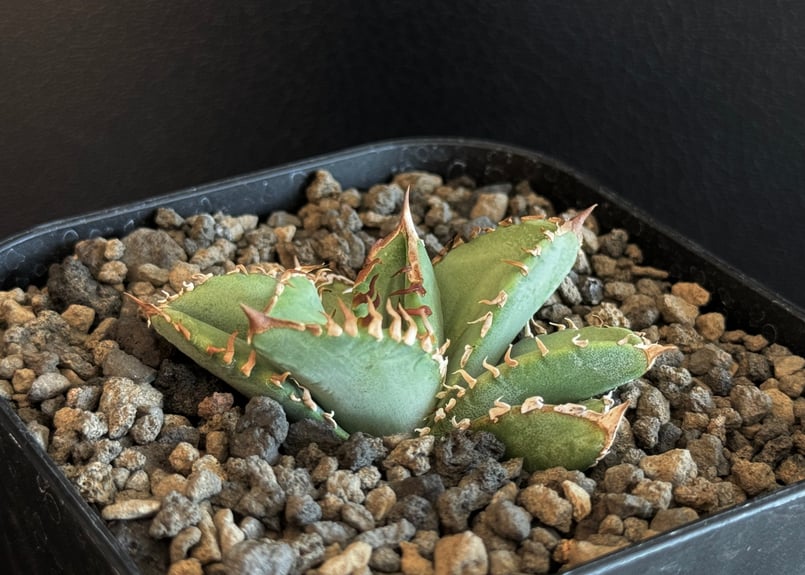 アガベ・チタノタ 皇冠(台湾Lize産)-004|agave titanota Crown | アガベ・チタノタ 皇冠(台湾Lize産)-004|agave titanota Crown |