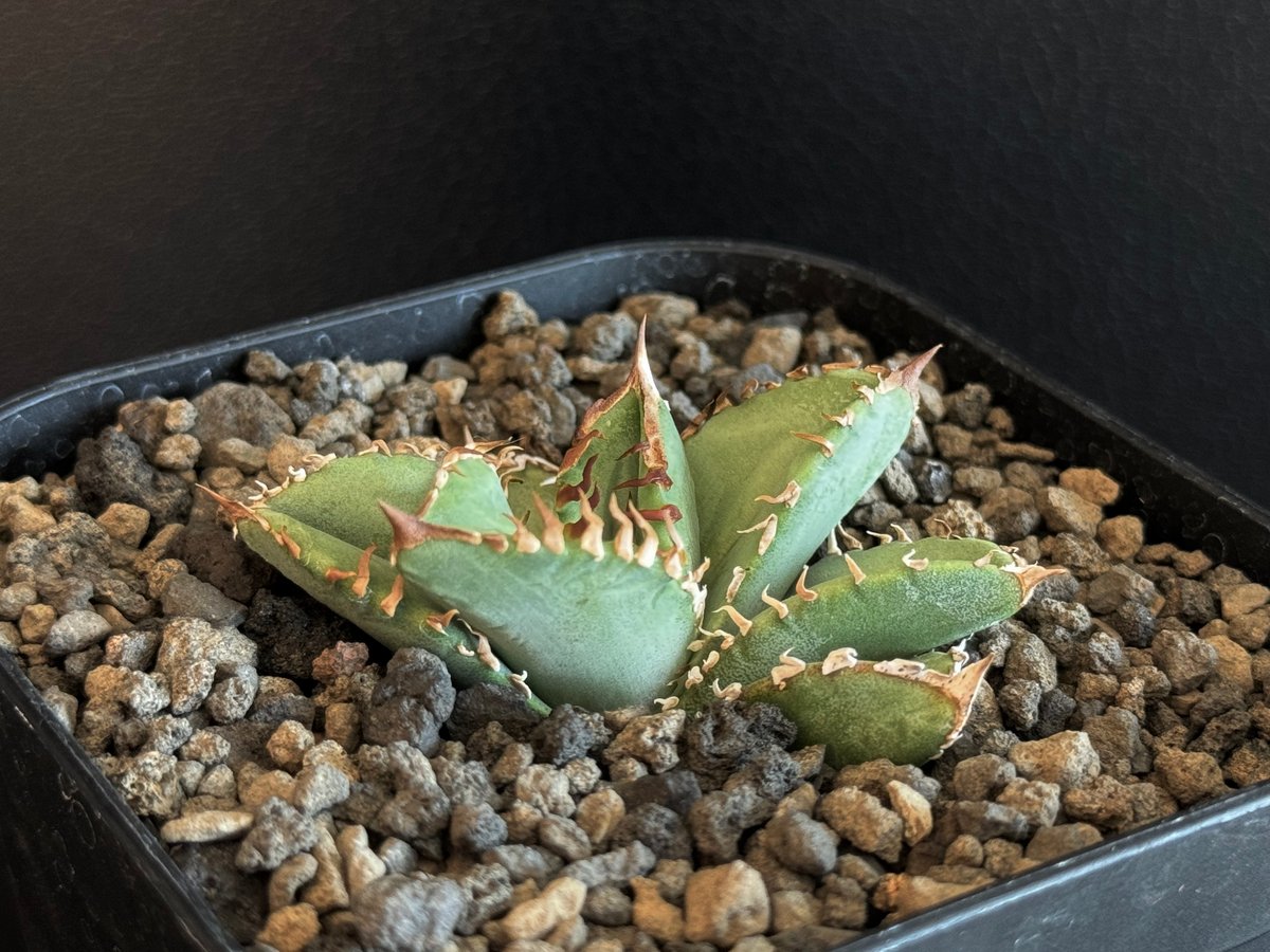 アガベ・チタノタ 皇冠(台湾Lize産)-004|agave titanota Crown | アガベ・チタノタ 皇冠(台湾Lize産)-004|agave titanota Crown |