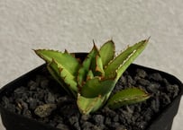 アガベ・オバティフォリア（オルカ）｜（芽）-001｜ agave ovatifolia