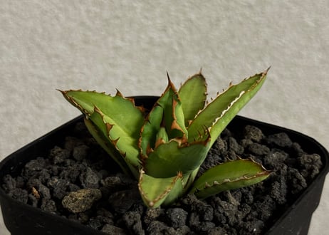 アガベ・チタノタ 萬代 X 厳竜（寛版刺/Lize血統）芽-008｜agave titanota×lophantha（ Hybrid）