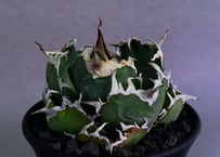 アガベ・チタノタ白鯨（厳選コンパクト）-048｜agave titanota white whale