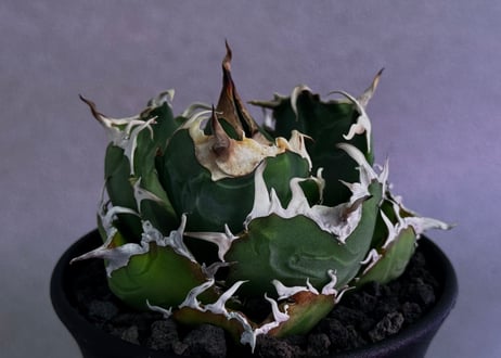 アガベ・チタノタ白鯨（厳選コンパクト）-048｜agave titanota white whale