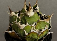 アガベ・チタノタ 姫厳竜（強刺特選ボール）小-040｜agave titanota