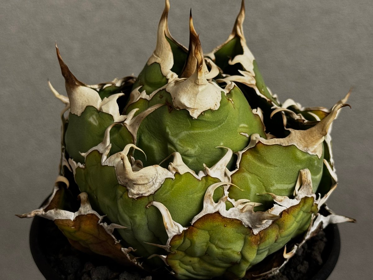 アガベ　チタノタ　白鯨　低重心ボール型 アガベ・チタノタ白鯨（ボールタイプ）中-099｜agave titanota white wh