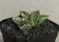 アガベ・チタノタ 麻花龍-001｜agave Twist Dragon/Ma Hua Long