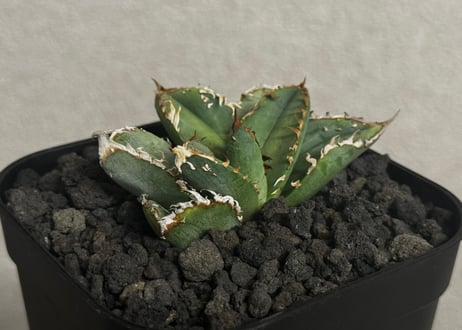 アガベ・チタノタ ハンスのぶつぶつ（芽）-005｜agave titanota Hanes no butsubutsu