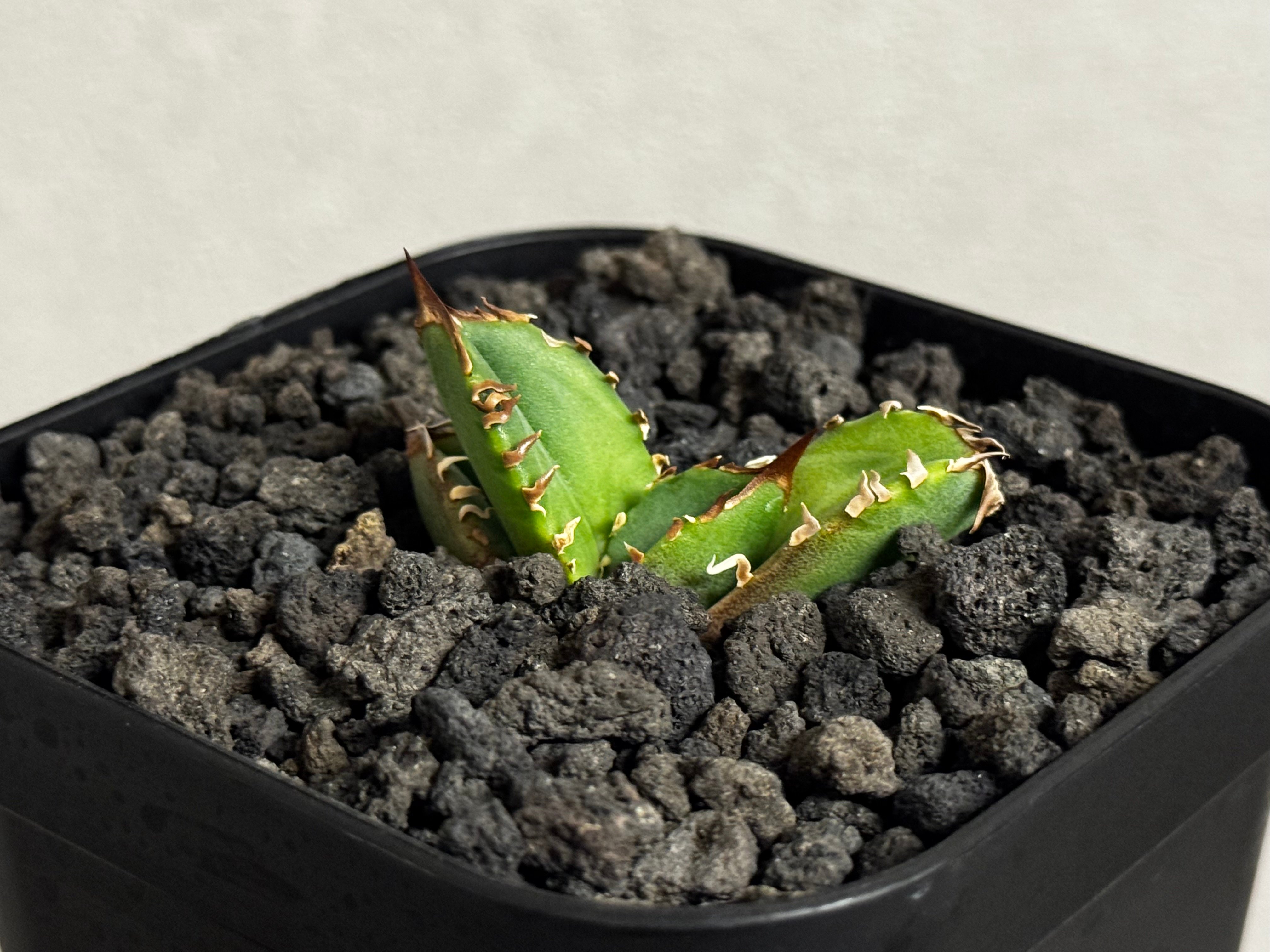 アガベ・チタノタ 皇冠(台湾Lize血統)-009｜agave titanota Crown