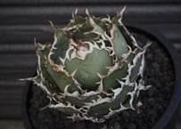 アガベ・チタノタ（ノーネーム）003｜agave titanota No Name | Plu