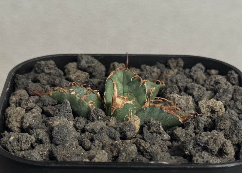 アガベ・チタノタ 蝰蛇/バイパー（芽）-001｜agave titanota viper |