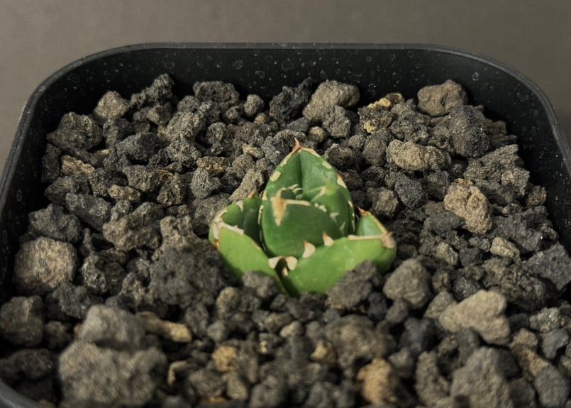 ア*ン様 アガベ Dennis 達磨 子株 Agave Titanota DAR ア*ン様 アガベ Dennis 達磨 子株 Agave Titanota DAR Agave