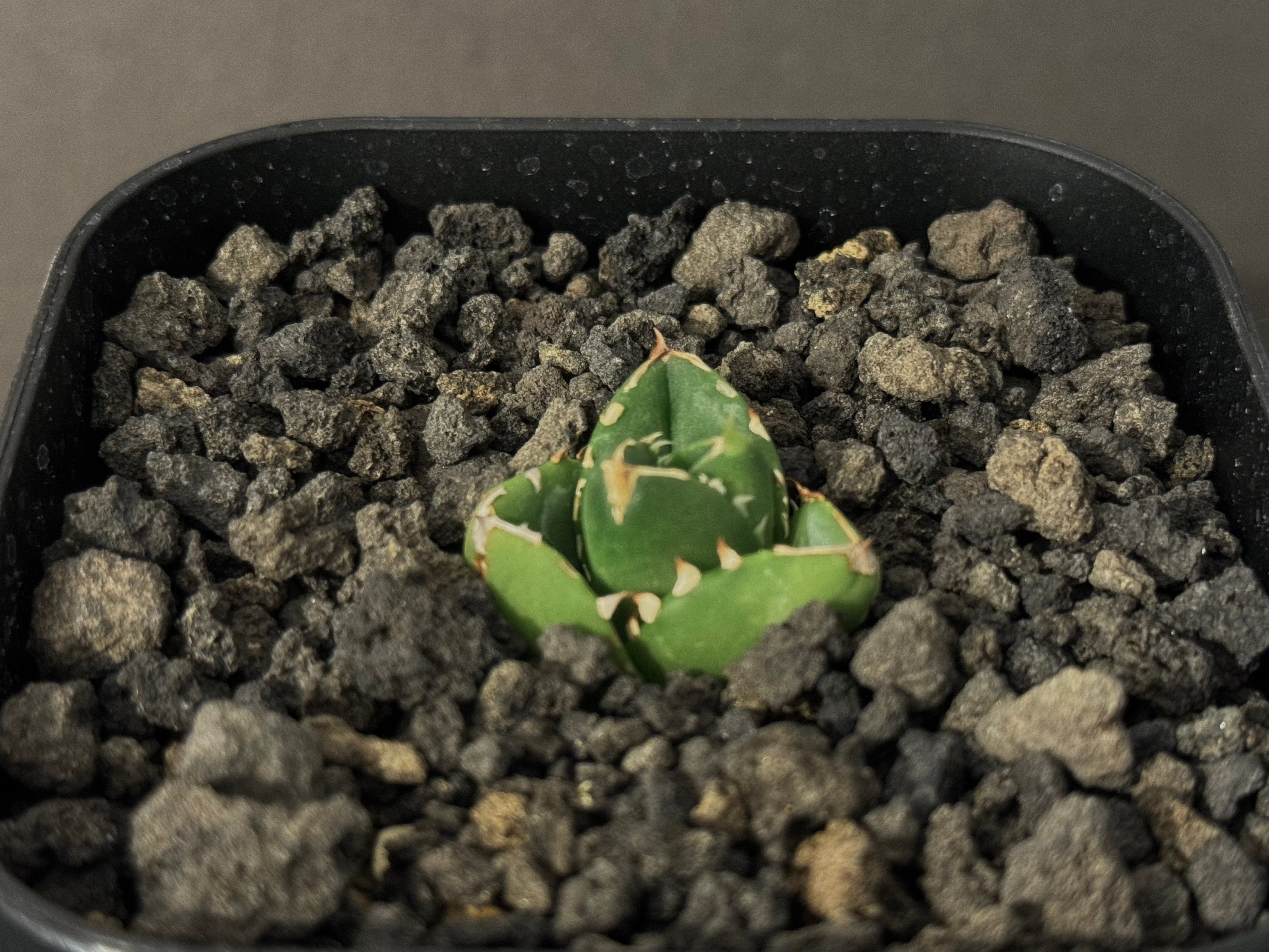 アガベ・チタノタ 達磨(芽)-001｜agave titanota DARUMA | Plus