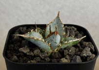 アガベ・チタノタ LQH_土（芽）011｜agave titanota saturn