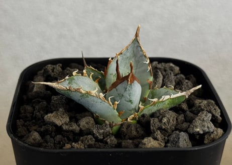 アガベ・チタノタ LQH_土（芽）011｜agave titanota saturn