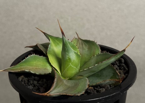 アガベ・オバティフォリア（丸葉タイプ）圓叶鯨魚舌｜（小株）-003｜ agave ovatifolia