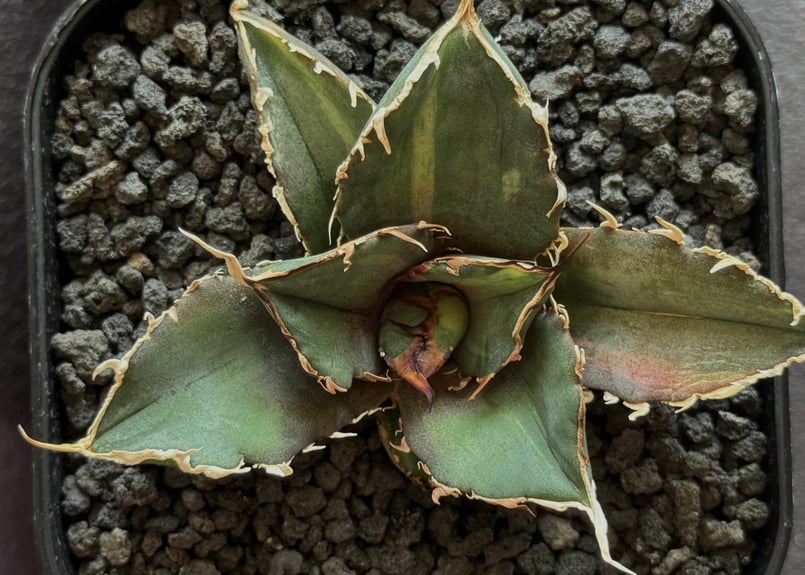 アガベ・チタノタ白鯨（縞斑）芽-010｜agave titanota white whale