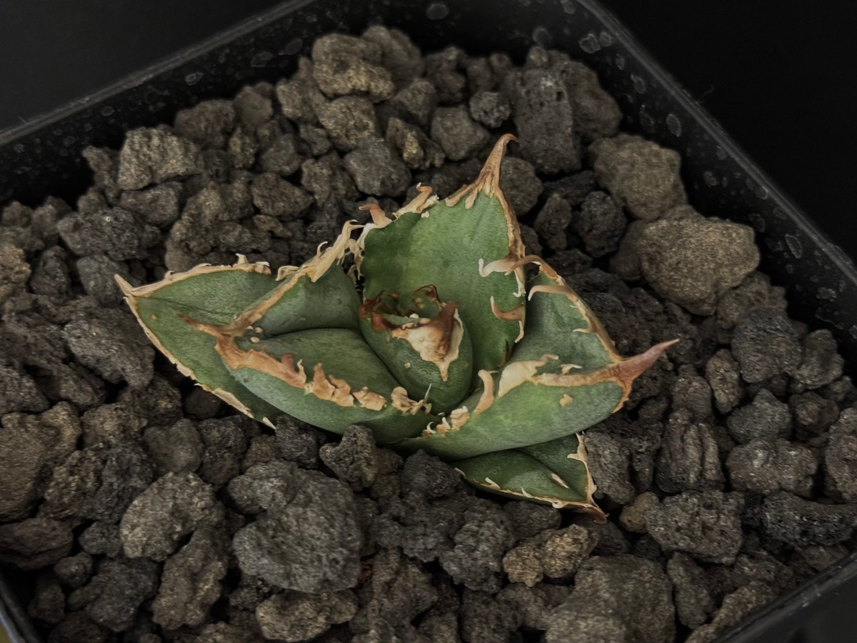 アガベ・チタノタ 疣猪/丸叶背刺（芽）-010｜agave titanota warthog