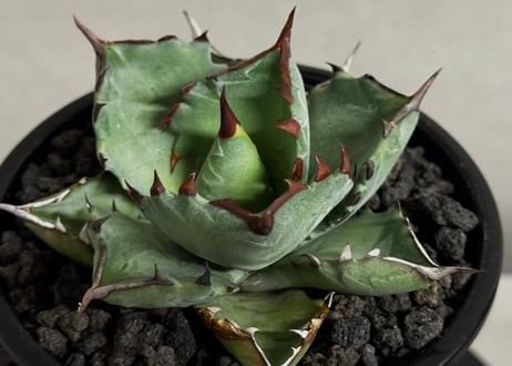 アガベ ハイブリッド・甲蟹×姫厳竜 (小株/実生)-003｜Agave hybrid isthmensis × titanota dwarf