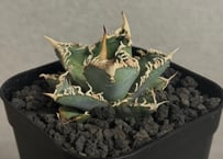 アガベ・チタノタ 疣猪/丸叶背刺（芽/大）-004｜agave titanota