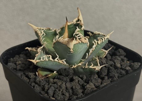 CATEGORY Titanota White ghost｜白幽霊 | Plus_Plants